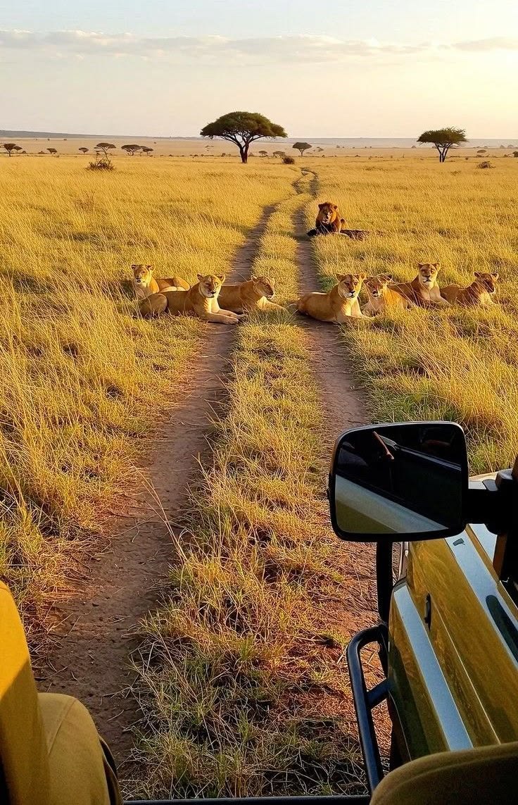 tz-4-days-ngorongoro-and-serengeti-ex-arusha