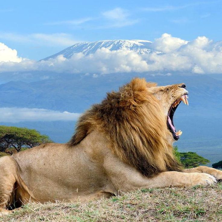 3-days-amboseli-safari