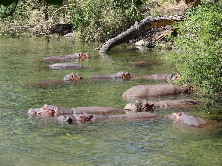 3-days-tsavo-east-taita-saltlick-safari