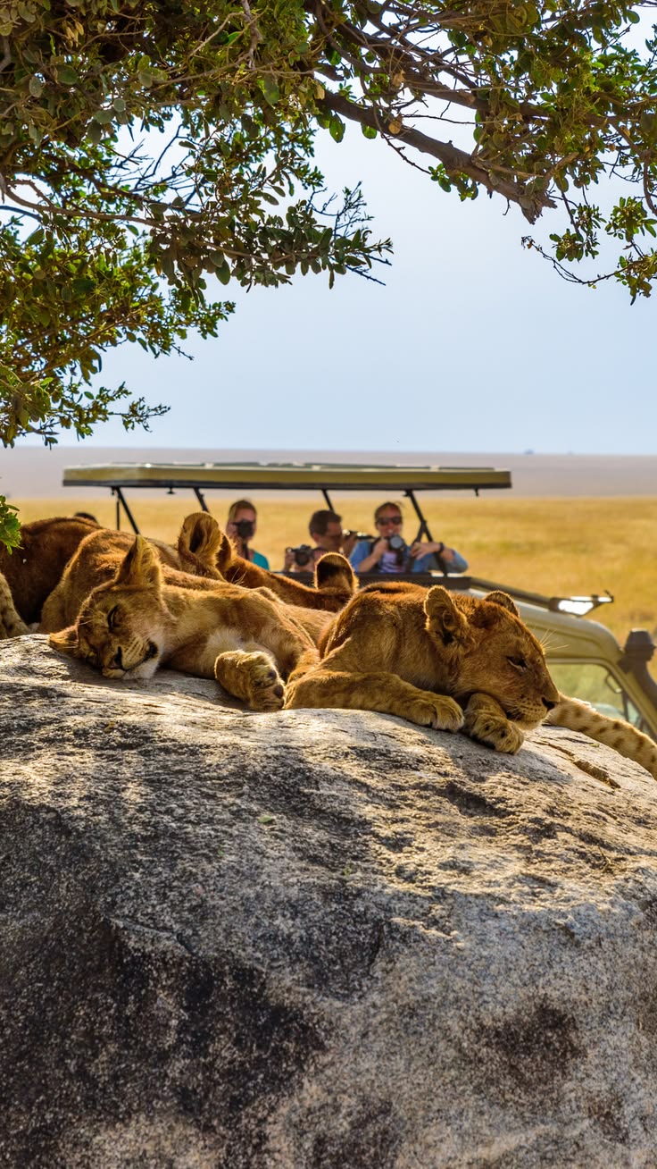 ke-tz-7-days-amboseli-lake-manyara-serengeti-ngorongoro