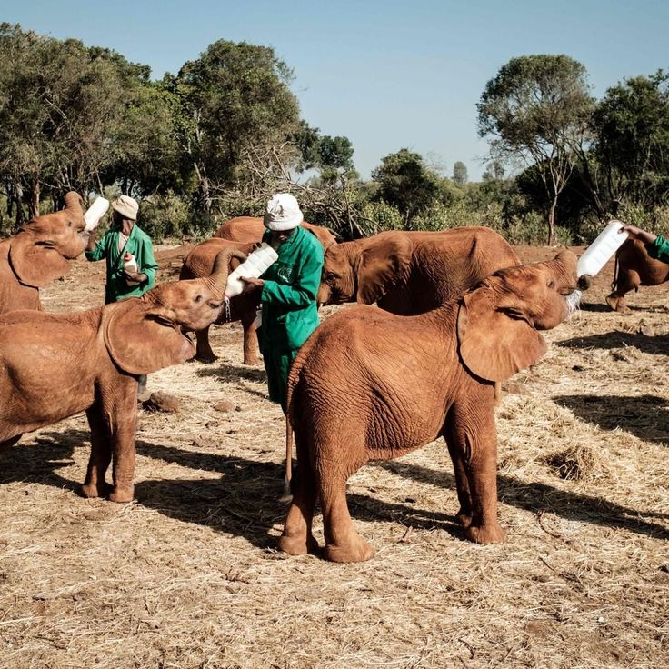 full-day-nairobi-national-park-david-sheldrick-elephant-orphanage-karen-blixen-museum-beads-centre