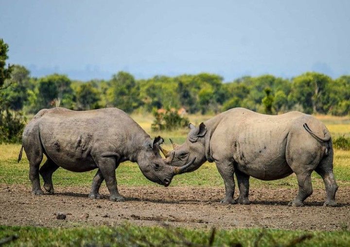 day-at-ol-pejeta
