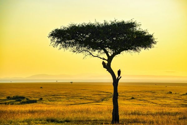 2-days-masai-mara-safari