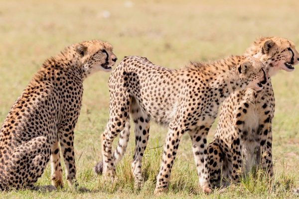 3-days-masai-mara-safari