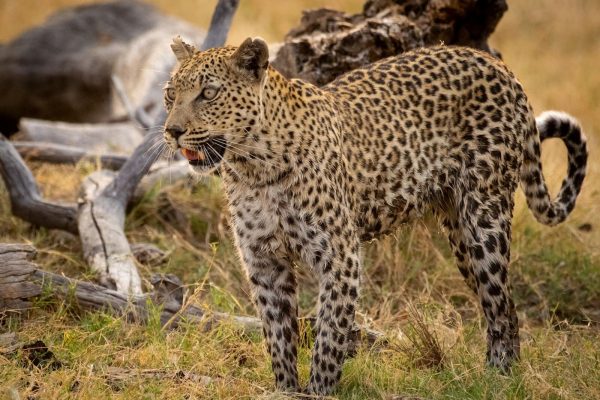 3-days-tsavo-east-taita-saltlick-safari