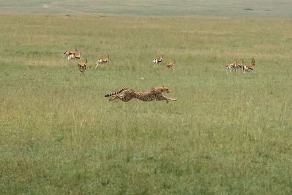 5-days-amboseli-masai-mara-safari