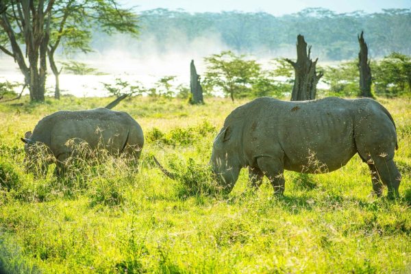 5-days-lake-nakuru-masai-mara-safari