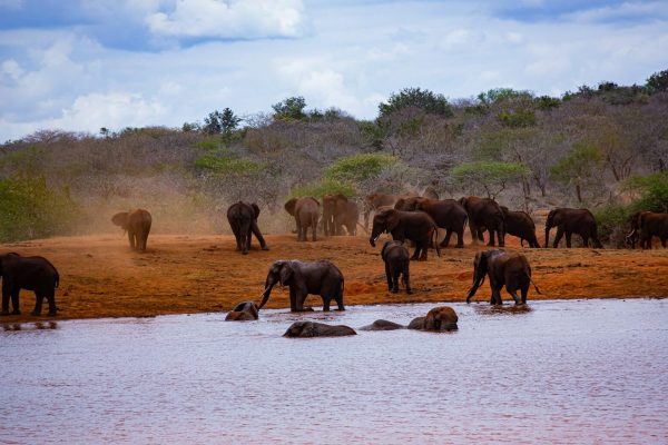 5-days-saltlick-amboseli-tsavo-west-tsavo-east-safari