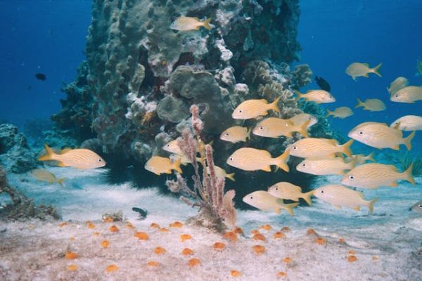 kisite-mpunguti-marine-park