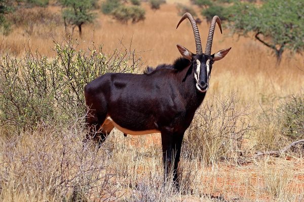 Sable-antelope-shimba-hills