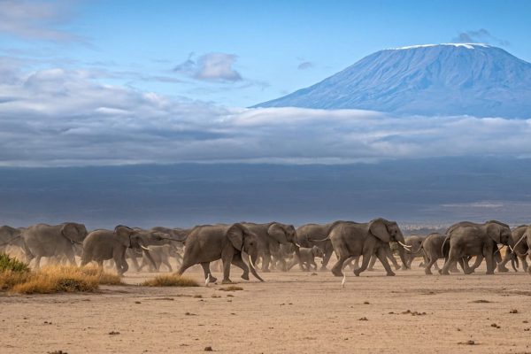 amboseli-kilimanjaro-peak-elephant-herds