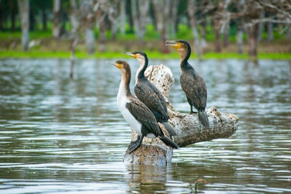 birds-resting-on-a-dead-tree-lake-naivasha