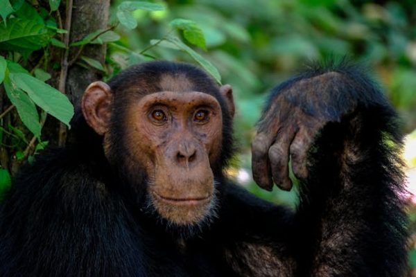 chimpanzee-ol-pejeta-kenya-safari