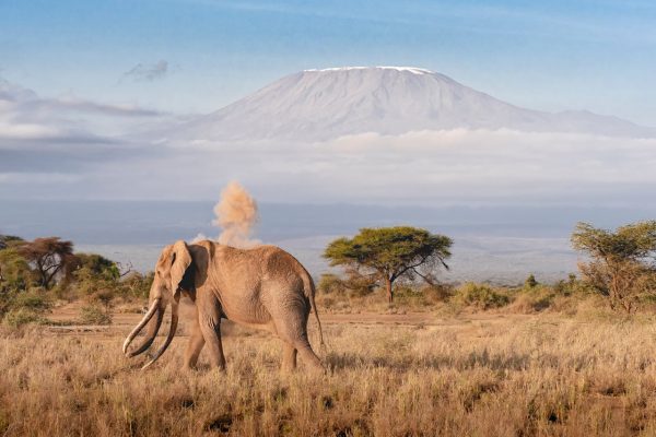 elephant-amboseli-safari-wildlife-kenya