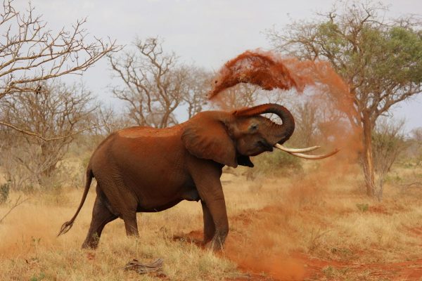 elephant-red-soil-tsavo