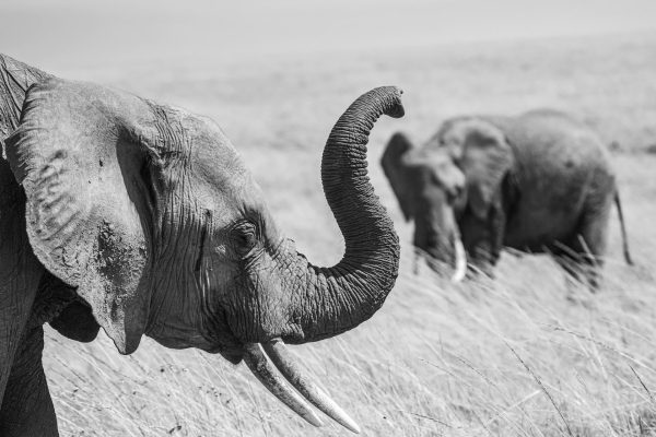 elephant-trunk-kenya-wildlife-safaris