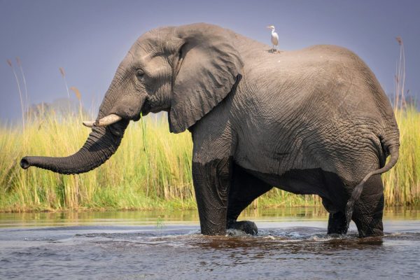 elephant-water-hole-kenya-safari-bird-top