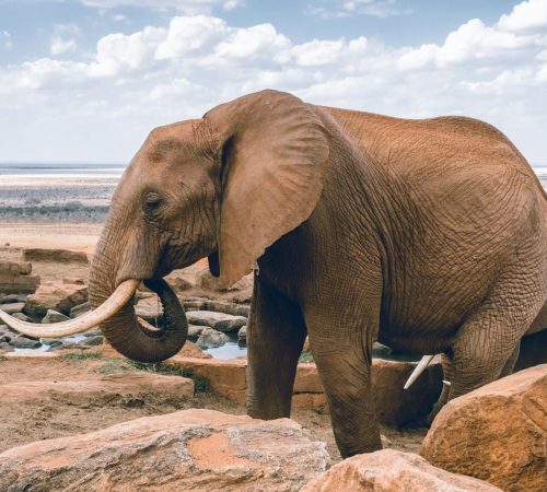 elephants-drinking-water-near-lodge
