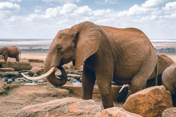 elephants-drinking-water-near-lodge