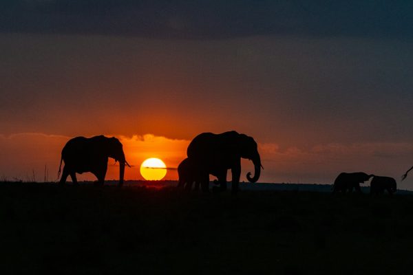 elephants-sunset-kenya-safari-tour