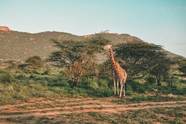 giraffe-reticulated-samburu-safari-