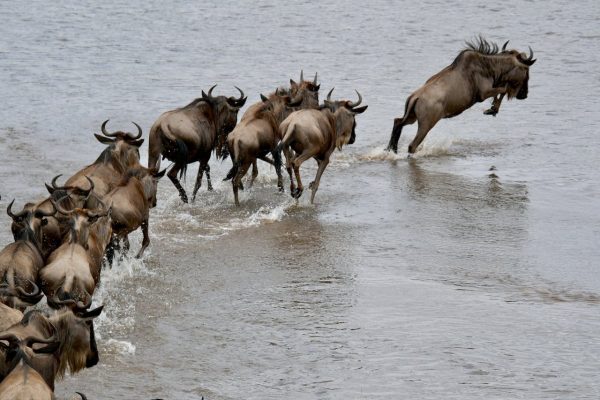 great-migration-wildlife-safari-masai-mara-gnus