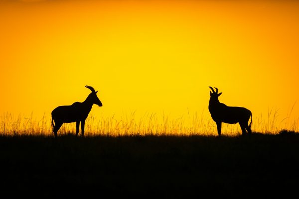 heartbeast-masai-mara-sunset-kenya-safari