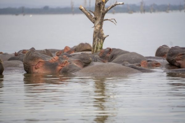 hippos-lake-naivasha