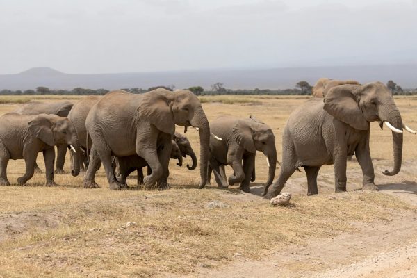 kenya-amboseli-elephant-herd