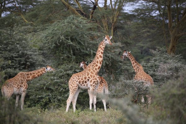 kenya-wilderness-giraffe
