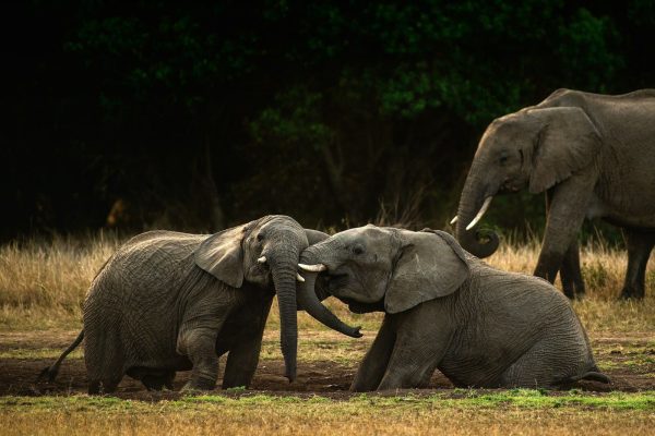 kenya-wildlife-safari-elephants-playing-water-hole