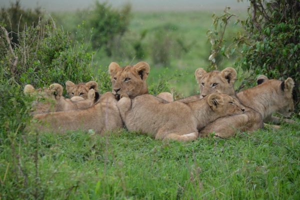 lion-pride-kenya-safari-africa