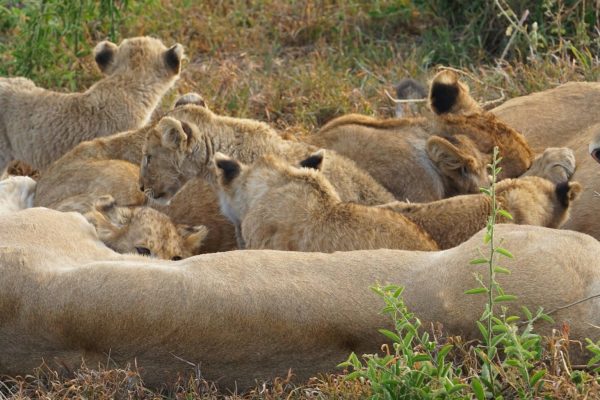 lion-pride-resting-kenya-tour-safari
