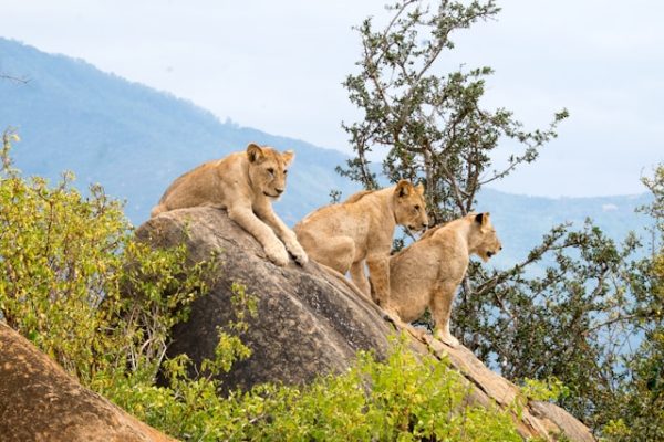 lion-pride-tsavo-safari-tour