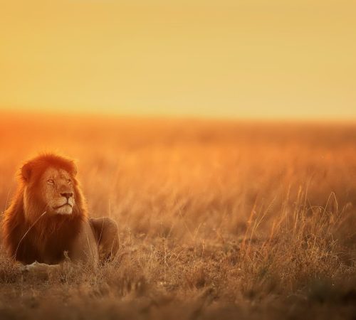 lion-sunset-masai-mara-typical-african-safari