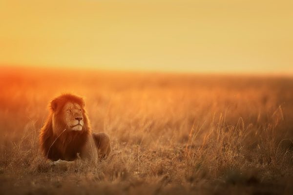 lion-sunset-masai-mara-typical-african-safari