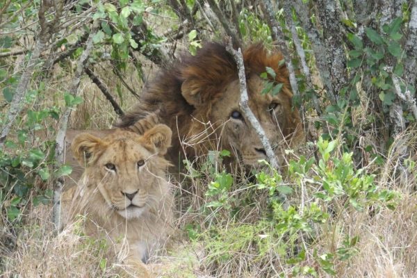 lions-ol-pejeta-kenya-tour