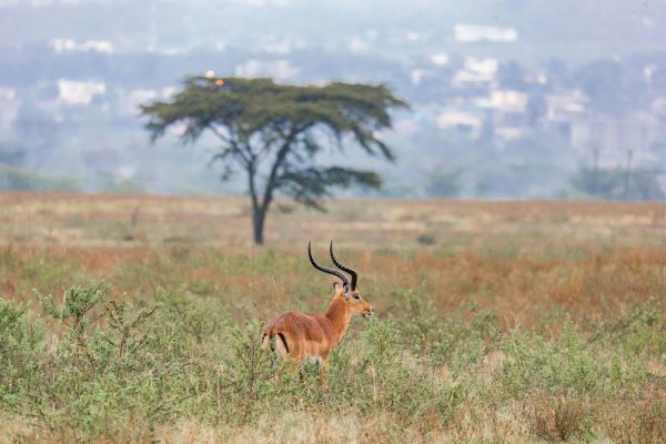 male-impala-lake-nakuru-kenya-tour