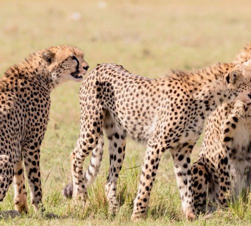masai-mara-cheetah-family-kenya-safari