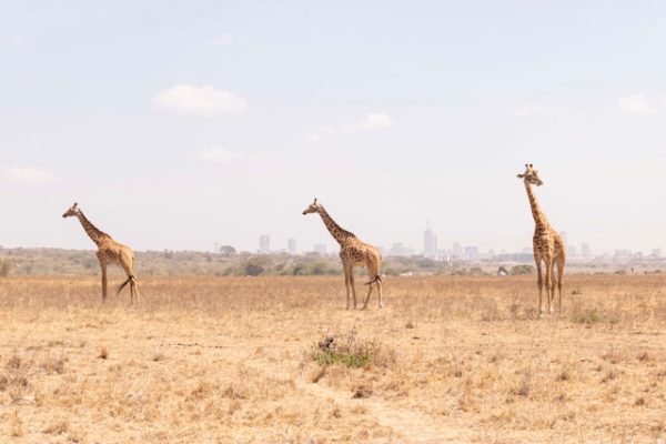 nairobi-national-park-giraffes