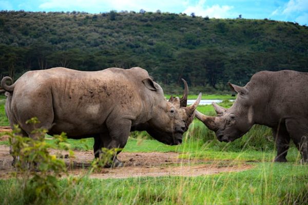 rhinos-lake-nakuru-kenya-safari