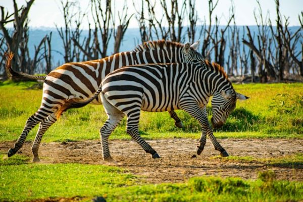 zebra-lake-naivasha