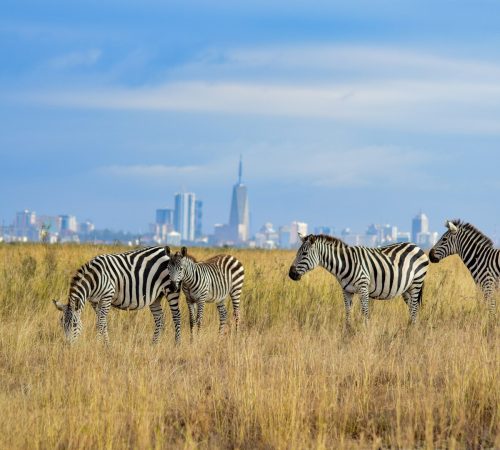 zebra-nairbi-national-park-skyline