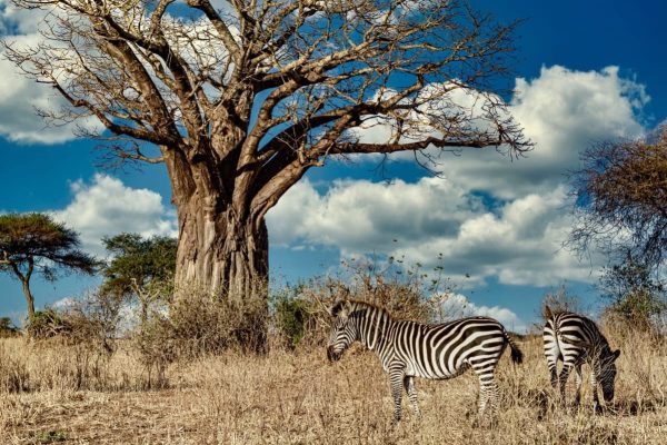 zebra-samburu-kenya-safari-tours